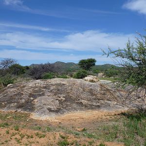 Cheetah scat rocks Namibia