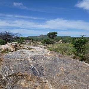 Cheetah scat rocks Namibia