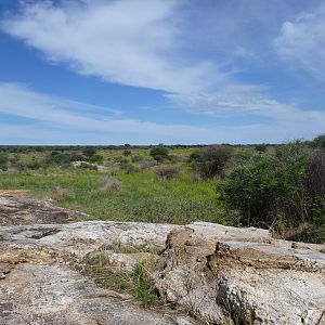 Cheetah scat rocks Namibia