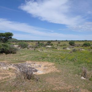 Cheetah scat rocks Namibia