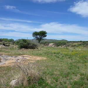 Cheetah scat rocks Namibia