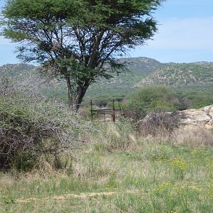 Cheetah trap by scat rocks Namibia