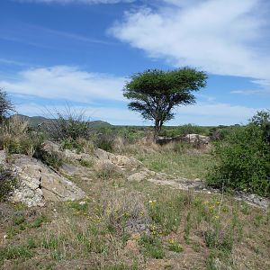 Cheetah trap by scat rocks Namibia