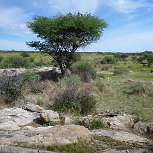 Cheetah trap by scat rocks Namibia