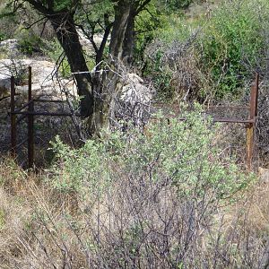 Cheetah trap by scat rocks Namibia