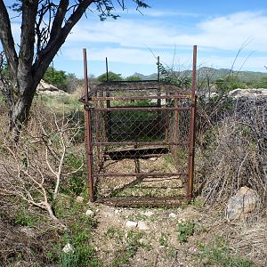 Cheetah trap by scat rocks Namibia