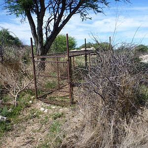 Cheetah trap by scat rocks Namibia