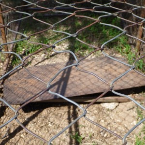 Cheetah trap by scat rocks Namibia