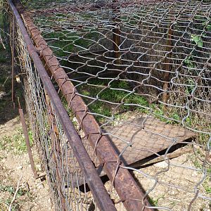 Cheetah trap by scat rocks Namibia