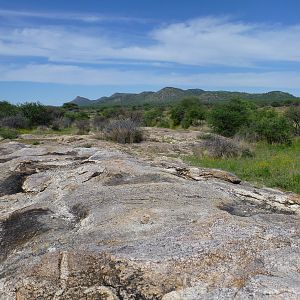 Cheetah scat rocks Namibia