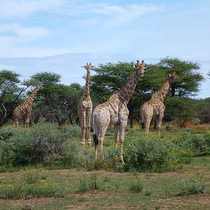 Giraffe Namibia