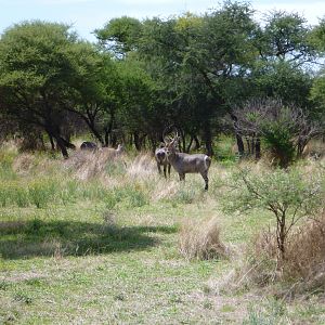 Waterbuck Namibia