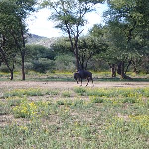 Blue Wildebeest Namibia