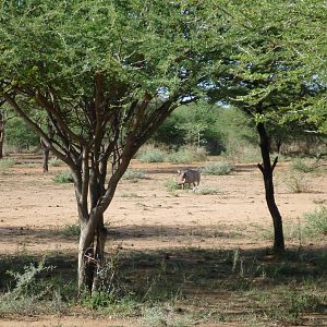 Warthog Namibia