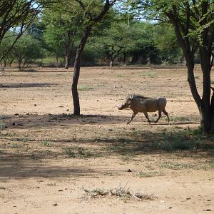 Warthog Namibia