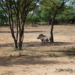 Warthog Namibia