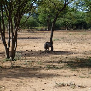 Warthog Namibia