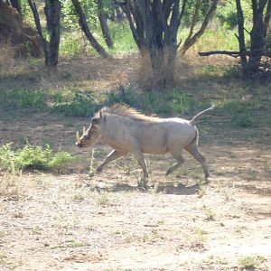 Warthog Namibia