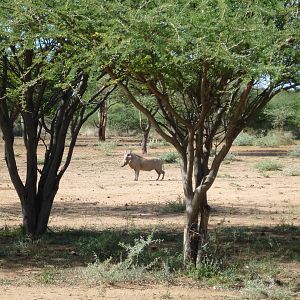 Warthog Namibia