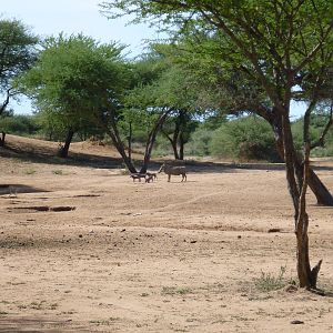 Warthog Namibia