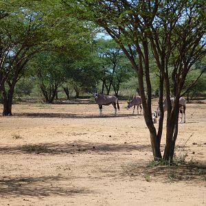 Gemsbok Namibia