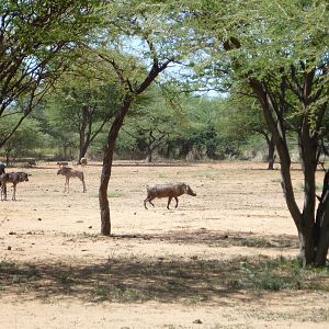 Warthog Namibia