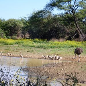 Ostrich Namibia