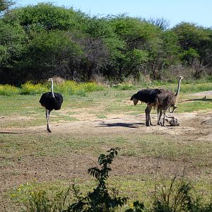 Ostrich Namibia