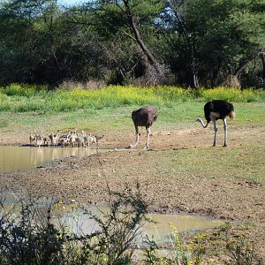 Ostrich Namibia