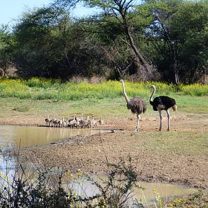 Ostrich Namibia