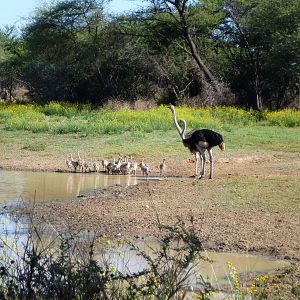 Ostrich Namibia