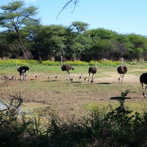 Ostrich Namibia