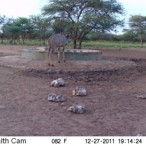 Greater Kudu Trail Camera Namibia