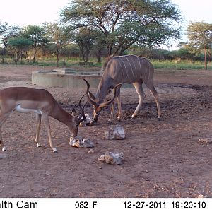 Greater Kudu Trail Camera Namibia