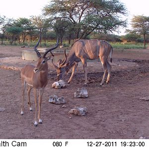 Greater Kudu Trail Camera Namibia