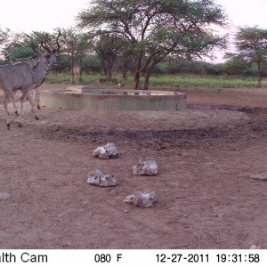 Greater Kudu Trail Camera Namibia