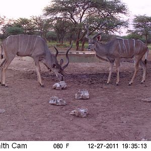 Greater Kudu Trail Camera Namibia