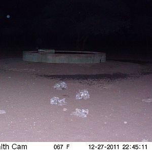 Black-backed Jackal Trail Camera Namibia