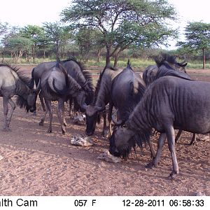 Trail Camera Namibia