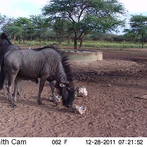 Trail Camera Namibia