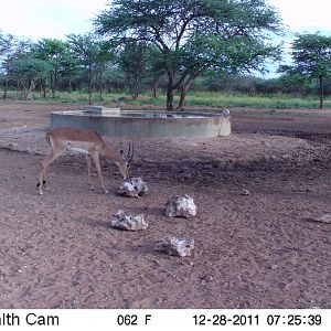 Trail Camera Namibia