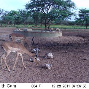 Trail Camera Namibia