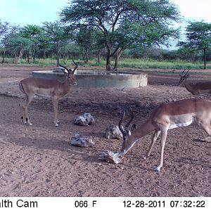 Trail Camera Namibia