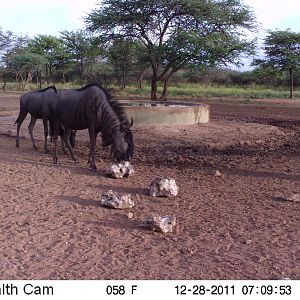 Trail Camera Namibia