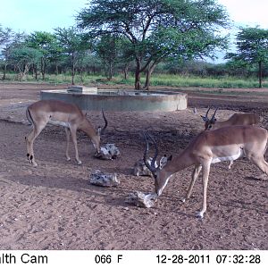 Trail Camera Namibia