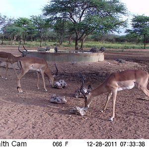 Trail Camera Namibia