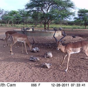 Trail Camera Namibia