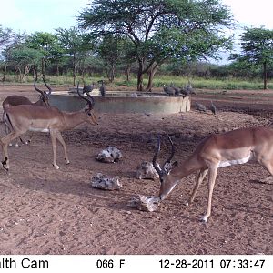 Trail Camera Namibia