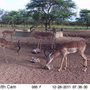 Trail Camera Namibia