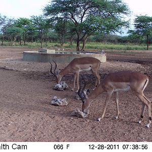 Trail Camera Namibia